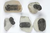 Lot: Assorted Devonian Trilobites - Pieces #92157-1